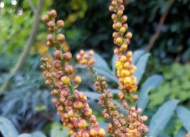 mahonia volcano (3)